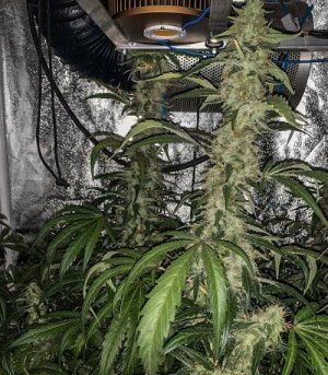 Sweet-Valley-Kush.jpg