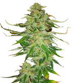 1758725543744.png
