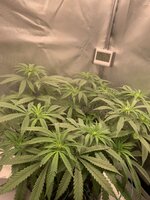 IMG_9603.jpeg