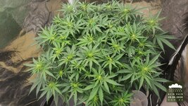2026-09-29_acid-rain-01_veg-w06d43_canopy_02.jpg