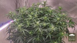 2026-10-04_acid-rain-01_veg-w07d48_canopy_03.jpg