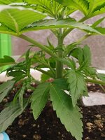 1000016307 (1).jpg