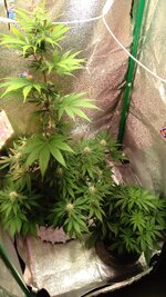 1000135094.jpg