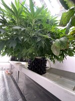 IMG_5651.jpeg