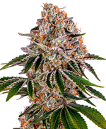 1792080875073.png