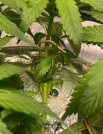 IMG_7387.jpeg