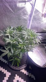 IMG_7040.jpeg