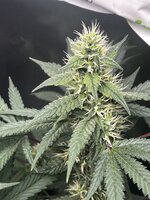IMG_1304.jpeg
