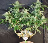 IMG_3171.jpeg