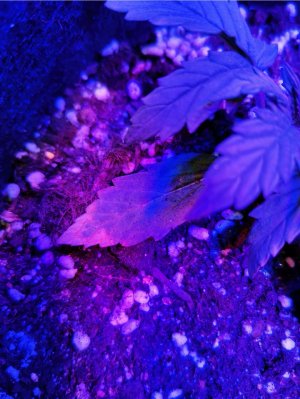 Screenshot_20220627_124917_com.android.gallery3d_edit_32850734953319.jpg