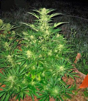 сорт конопли Critical Mass CBD.jpg