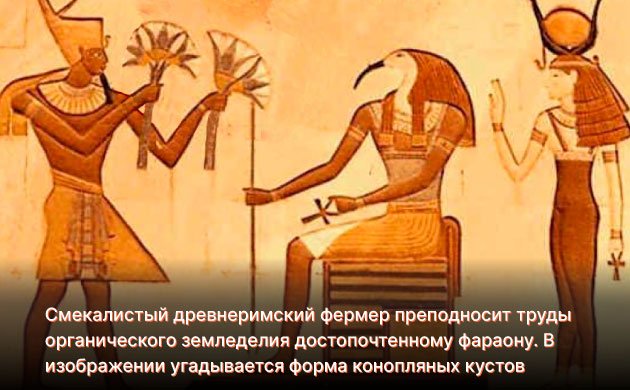 История органической марихуаны