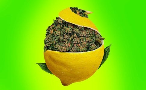Sort-konopli-Super-Lemon-Haze.jpg Sort-konopli-Super-Lemon-Haze.jpg