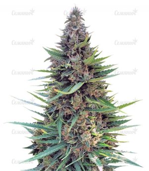 sort_Grand_Heft_Auto_dr_krippling_seeds__t5TnYy4NRivSjwxw.jpg sort_Grand_Heft_Auto_dr_krippling_seeds__t5TnYy4NRivSjwxw.jpg