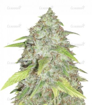 sort_Kripple_Shock_dr_krippling_seeds__m9cyQUCbgEUYlnsP.jpg sort_Kripple_Shock_dr_krippling_seeds__m9cyQUCbgEUYlnsP.jpg