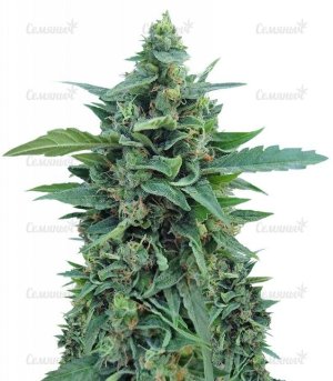 sort_OG_Kush_Auto_dr_krippling_seeds__Irsp15VNeqbh2NDh.jpg sort_OG_Kush_Auto_dr_krippling_seeds__Irsp15VNeqbh2NDh.jpg