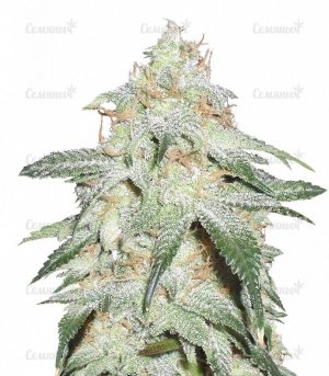 sort_Pickled_Diesel_dr_krippling_seeds__vzkvpOc8RKTHKk3s.jpg sort_Pickled_Diesel_dr_krippling_seeds__vzkvpOc8RKTHKk3s.jpg