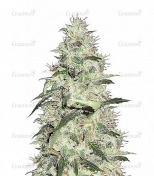 sort_Sonic_Bloom_dr_krippling_seeds__5G6F05IU8zXLnSmD.jpg