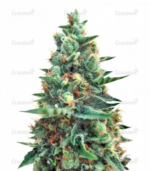 sort_White_Rush_Auto_dr_krippling_seeds__RIuoEudIwH4x4MW2.jpg