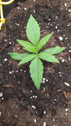 IMG_20230524_193854.jpg