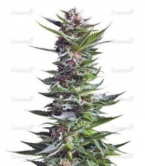 sort_Shining_Silver_Haze__B3ibzejgtrJugz7n.jpg sort_Shining_Silver_Haze__B3ibzejgtrJugz7n.jpg