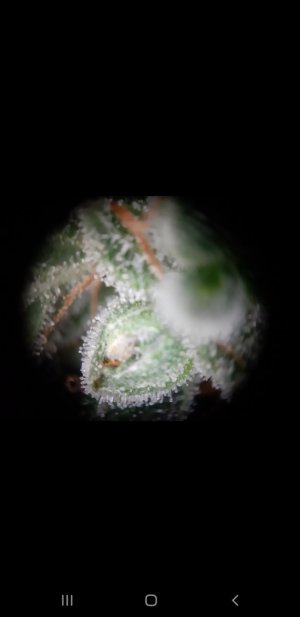 Screenshot_20230805-171903_Gallery.jpg