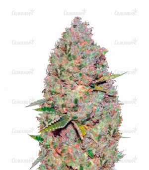 sort_Auto_Critical_victory_seeds__fFRtCzB0RRKynXKZ.jpg