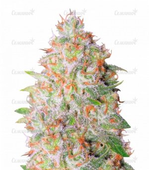 sort_Auto_Green_Wild_Shark_victory_seeds__JfjdChACtRhrFKdv.jpg