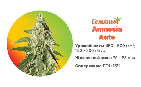 Amnesia Auto