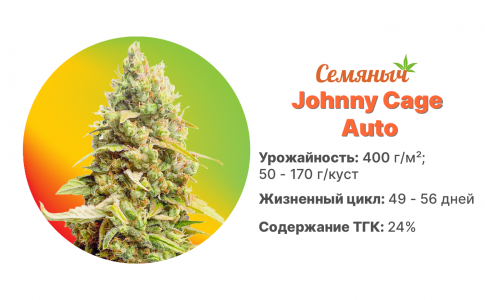 Johny Cage Auto Johny Cage Auto