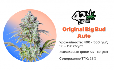 Original Big Bud Auto Original Big Bud Auto