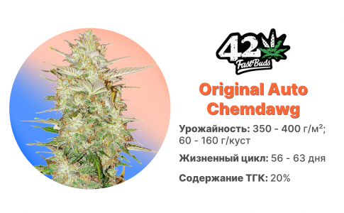 Original Chemdawg Auto