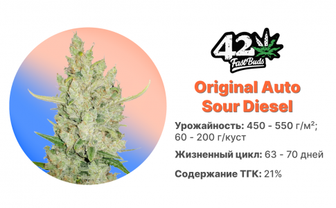 Original Auto Sour Diesel Original Auto Sour Diesel