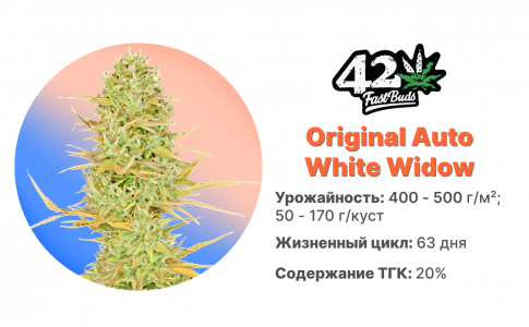 Original Auto White Widow