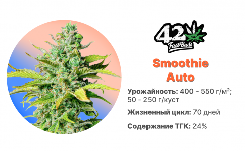 Smoothie Auto Smoothie Auto