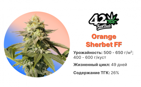 Orange Sherbet FF