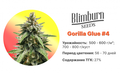 Gorilla Glue #4