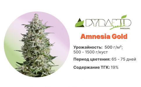 Amnesia Gold