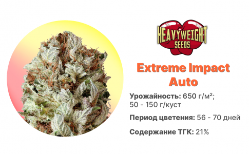 Extreme Impact Auto Extreme Impact Auto
